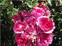 459d0cdc-Picture 018.jpg